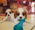 Charming Red & White, Cavalier King Charles Spaniel Puppies For Sale in Ga