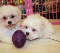 Pretty Coton Tzu Puppies For Sale in Atlanta Coton De Tulear Shih Tzu Breeders Georgia