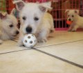Stunning Westie, West Highland White Terrier Puppies For Sale In Atlanta, Ga