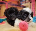 Amazing Malti Tzu Puppies For Sale In Atlanta Georgia, GA Mix of Maltese and Shih Tzu