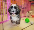 Eye Catching Sable, Havanese Puppies For Sale In Atlanta