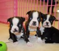 Huggable Boston Terrier Puppies For Sale In Ga