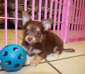 Handsome TCup, Chocolate, Chihuahua Puppies For Sale In Ga