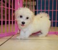 Nice White, Coton De Tulear Puppies For Sale Atlanta, Ga