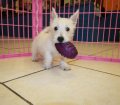 Wonderful West Highland White Terrier Puppies For Sale In Ga
