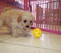 Precious Miniature Goldendoodle Puppies For Sale In Georgia 