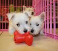 Cute Westie Puppies For Sale In Atlanta, Georgia