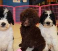 Precious Goldendoodle Puppies For Sale in Georgia