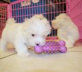 Teacup Maltese Puppies For Sale near Peachtree Corners, Ga