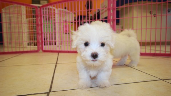 Puppies For Sale Local Breeders Teacup Maltese Puppies For