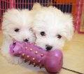 Teacup Maltese Puppies For Sale near Peachtree Corners, Ga