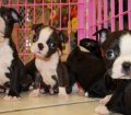 Wonderful Boston Terrier Puppies For Sale In Georgia