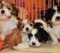 Snuggly Cavachon Puppies For Sale In Georgia