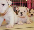English Bulldog Puppies For Sale near Johns Creek, Ga