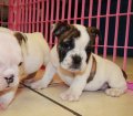 English Bulldog Puppies For Sale near Johns Creek, Ga