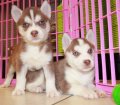Nice Red, Siberian Husky Puppies For Sale In Georgia