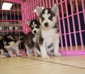 Precious Black & White, Siberian Husky Puppies For Sale Near Atlanta, Ga