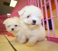 Teacup Maltese Puppies For Sale near Brookhaven, Ga