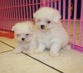 Teacup Maltese Puppies For Sale near Brookhaven, Ga