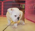 English Bulldog Puppies For Sale near Roswell, Ga