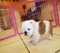 English Bulldog Puppies For Sale near Roswell, Ga