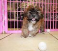 Choice Shih Poo Puppies For Sale In Georgia