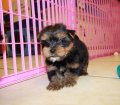 Teacup Toy Yorkie Puppies For Sale near Peachtree City, Ga