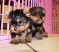 Teacup Toy Yorkie Puppies For Sale near Peachtree City, Ga
