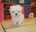 Teacup Maltese Puppies For Sale near Smyrna, Ga