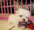Teacup Maltese Puppies For Sale near Smyrna, Ga