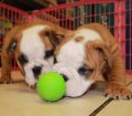 English Bulldog Puppies For Sale near Sandy Springs, Ga
