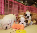 English Bulldog Puppies For Sale near Sandy Springs, Ga
