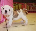 English Bulldog Puppies For Sale near Savannah, Ga