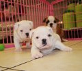 English Bulldog Puppies For Sale near Savannah, Ga