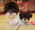 Precious Chocolate and White Shih Poo Puppies For Sale In Georgia