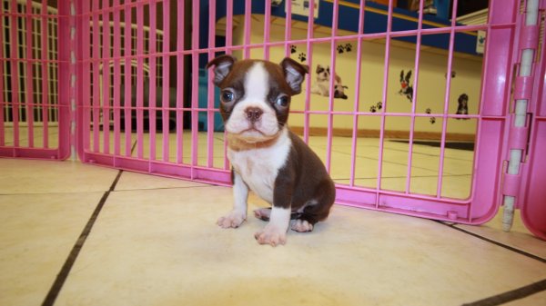 Rare Red Boston Terrier Puppies for sale in at