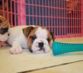 English Bulldog Puppies For Sale near Atlanta, Ga