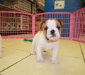 English Bulldog Puppies For Sale near Atlanta, Ga