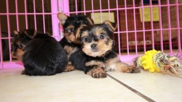 Teacup Toy Yorkie Puppies For Sale near Rome, Ga