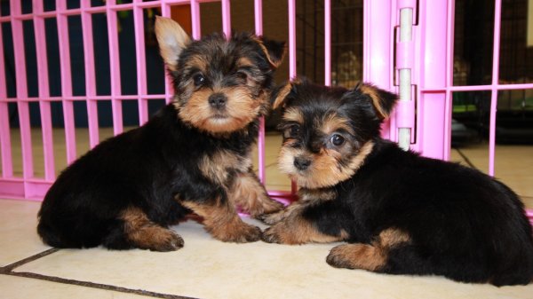 Puppies For Sale Local Breeders Teacup Toy Yorkie Puppies