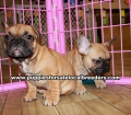 Fawn French Bulldog Puppies For Sale Georgia