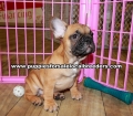Fawn French Bulldog Puppies For Sale Georgia