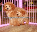 Mini Goldendoodle Puppies For Sale Georgia