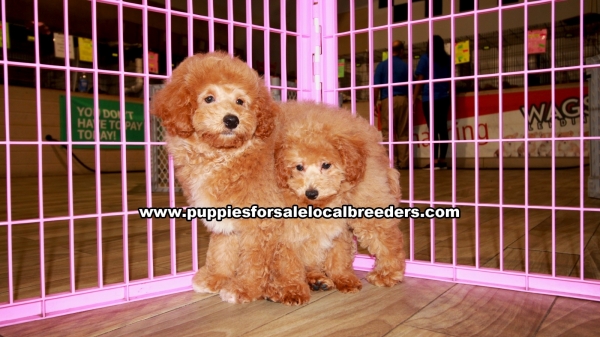 Mini Goldendoodle Puppies For Sale Georgia
