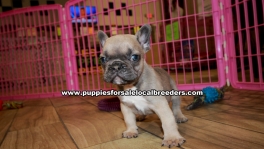 Lilac French Bulldog Puppies For Sale Georgia Atlanta