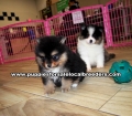 Small Pomeranian Puppies for sale Ga
