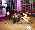 Brindle Frenchton Puppies For Sale Georgia
