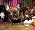 Brindle Frenchton Puppies For Sale Georgia