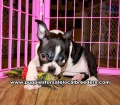 Boston Terrier Puppies for sale Atlanta Ga