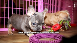 Blue French Bulldog Puppies For Sale Georgia